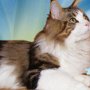 Dancingcat Lucky2 Dancingcat Lucky2